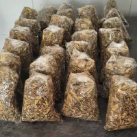 بذر جعفری نارنجی و زرد