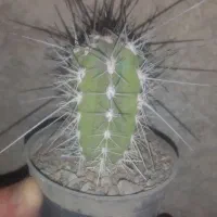 کاکتوس استتسونیا