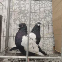 کبوتران مولداصیل بعلت جابجایی مکان بفروش میرسد .|پرنده|مشهد, نیروی هوایی|دیوار