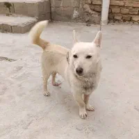 سگ نر گمشده