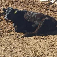 تلیسه پای کل