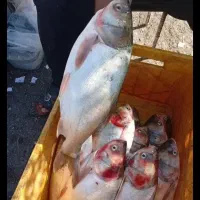 ماهی غزل اهواز