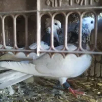 کبوتر طوق الماسی،سینه ای،سبز دم سفید|پرنده|دوگنبدان, |دیوار