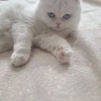 گربه فوری|گربه|کرمان, |دیوار