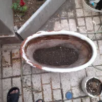 پایه گل و گلدون|گل و گیاه طبیعی|قائن, |دیوار