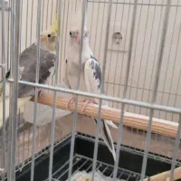 یک جفت  عروس هلندی جوجه داده