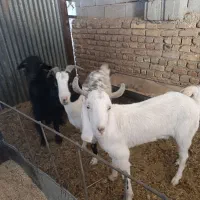 گوسفند فروشی|حیوانات مزرعه|گناباد, |دیوار