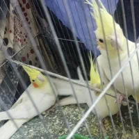 جفت عروس هلندی|پرنده|کرمان, |دیوار