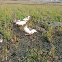 فروش غاز محلی|حیوانات مزرعه|لاهیجان, بازکیاگوراب|دیوار