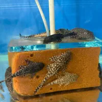 فروشگاه آکواریوم کاسپین