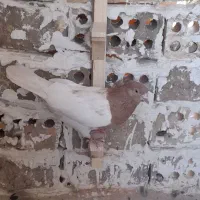 کبوتر معاوضه