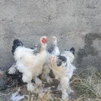 برهما لایت اصل نژاد 5ماهه