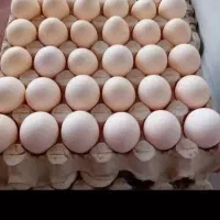 تخم مرغ بومی