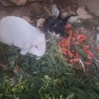 خرگوش نر وماده لوپ