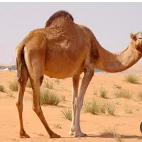 کله شتر کیلو کیلو 150 پاچه شتر کیلو 100