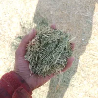فروش علف گزره خرد شده
