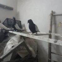 فروش یک جفت کبوتر سینه سییا
