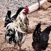 خروس گلین چهل تاج