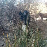 پازن ترکی|حیوانات مزرعه|دشمن زیاری, |دیوار