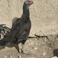 مرغ لاری نسل و خروس گلین لری