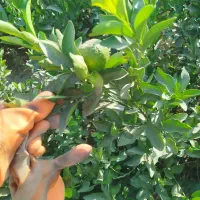 نهال مرکبات جنوب|عمدهفروشی|میبد, |دیوار