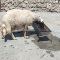 قوچ سنجابی شیره دار