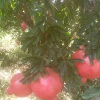 انار درجه یک|خوردنی و آشامیدنی|شیراز, تندگویان|دیوار