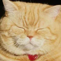 واگذاری گربه