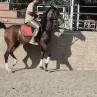 مادیان عرب یسر خارجی
