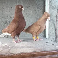 کبوتر دم سفید