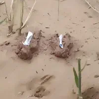 سرکتاب و دعا تضمینی