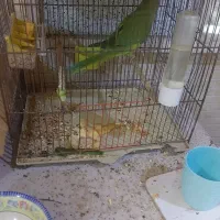 عروس هلندی البینو|پرنده|خرمشهر, |دیوار