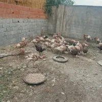 بوغلمون برنز اصلی تخم گذار مولد
