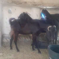 ۳عدد بز دورگ کاموری دورگه چشم صدفی و یک نری گلابی|حیوانات مزرعه|کهنوج, |دیوار