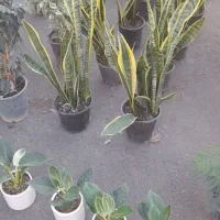 فروش انواع گل زیر قیمت بازار از دو هزار به بالا|گل و گیاه طبیعی|کرج, برغان|دیوار