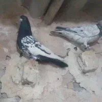سینه مشکی