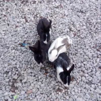 خرگوش فروشی بزرگ دوجفت نروماده