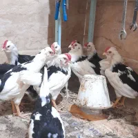 خروس گلین۵ماهه
