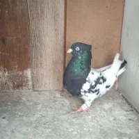 کفتر کله سیاه اصیل استان فارس|پرنده|شیراز, شهرک امیر کبیر|دیوار