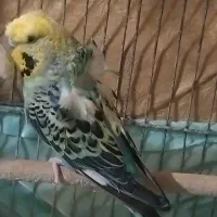 مرغ عشق|پرنده|اراک, |دیوار