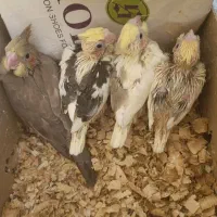 جوجه عروس هلندی از پدر سخن گو