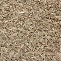 زیره سبز یا کرابیه|خوردنی و آشامیدنی|تربت جام, یحیی آباد|دیوار