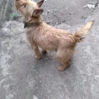 اشپیتزماده