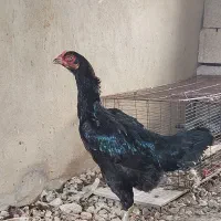 مرغ لاری