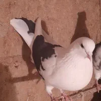 کبوتر|پرنده|اردبیل, |دیوار