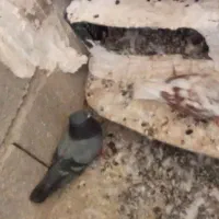 کبوتر سفید خالص،پلاکی،گلباقله،