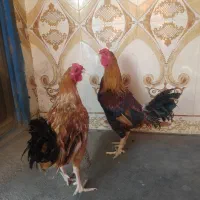 خروس|حیوانات مزرعه|مود, |دیوار