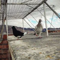 نقره ای پلنگ و سیاه پلنگ|پرنده|کرمان, |دیوار