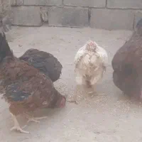 مرغ و خروس