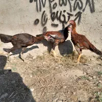 جوجه لاری|حیوانات مزرعه|نگین شهر, |دیوار